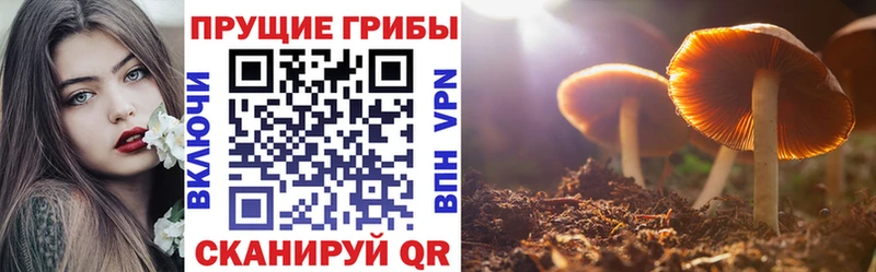 наркотики  Зверево  Галлюциногенные грибы Psilocybe 